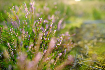 Detail of a flowering heather plant in Lithuanian landscape.