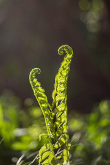 Fototapeta premium Two young ferns growing together like family, lovers. concept of unity, support, new beginning. vertical, soft focus