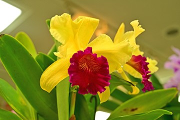 Fototapeta premium 色鮮やかな黄色のランの花