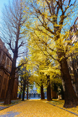 Fototapeta premium Ginkgo tree on road, autumn season