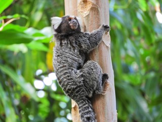 Beautiful monkey photographed in nature. Great wild life scene. Monkey in nature.