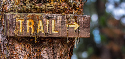 Trail Sign Covered in Sap