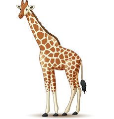 Cartoon giraffe isolated on white background © tigatelu