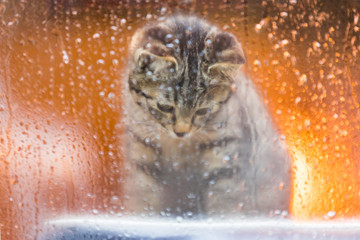 雨の日の猫