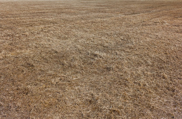 Last year's dry grass in the field. Texture of old yellow grass.