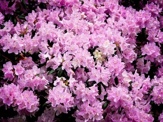 Pink rhododendron