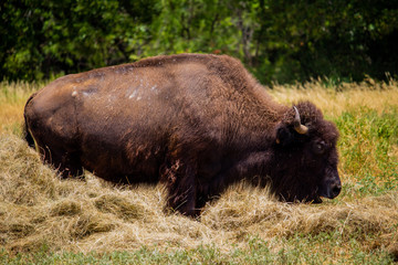 Buffalo in grass