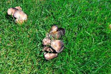 Mushrooms in the grass