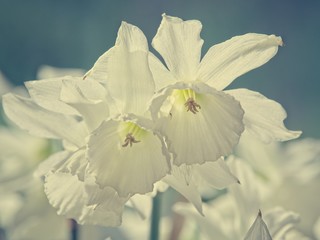 Fototapeta na wymiar White flowers, vintage look