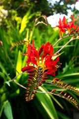Red Crocosmia