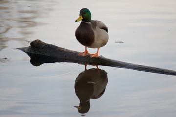 duck in water