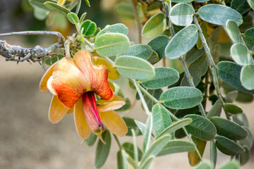 red tropical flower