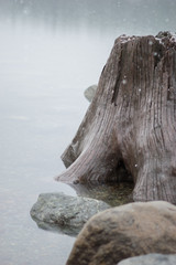 Tree in the Lake