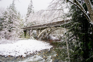 bridge in the forest