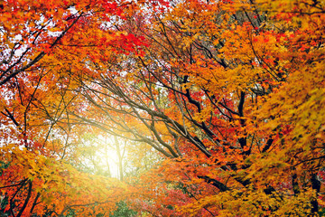 Autumn Season in the Morning time of Japan.