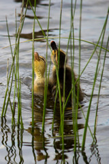Ducklings Jumping for Food