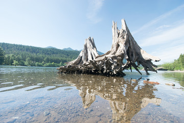 Stump in the lake