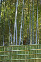 縦長の新しい竹垣のある竹林