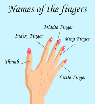 Fingers Names of Human Body Parts, vector cartoon illustration of human fingers and its names.