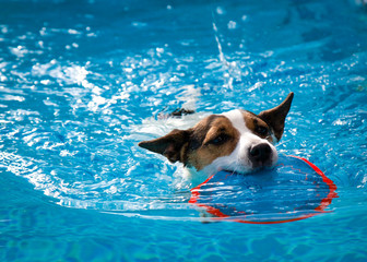 Dog swimming in an outdoor swimming pool carrying a toy in her mouth