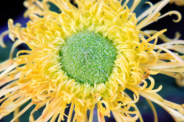 Chrysanthemum