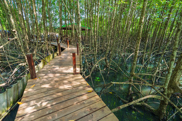 wooden bridge in a mangrove forest at Tung Prong Thong, Rayong, Thailand