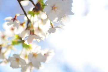 太陽の光で輝く満開の桜