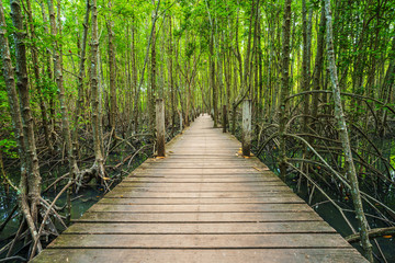 wooden bridge in a mangrove forest at Tung Prong Thong, Rayong, Thailand