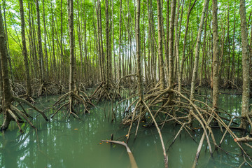 mangrove forest tree and root at Tung Prong Thong, Rayong, Thailand