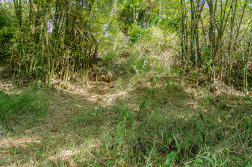 Bamboo Woodland