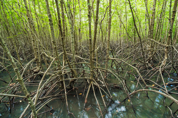 mangrove forest tree and root at Tung Prong Thong, Rayong, Thailand