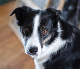 Happy Border Collie.Portrait close up.