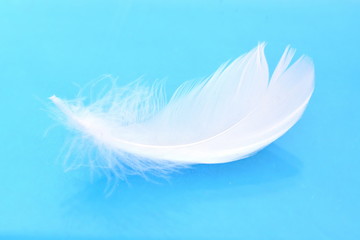 Light soft white bird feather on blue background with reflection. Close up