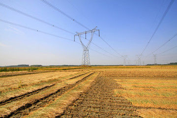 rice in the field