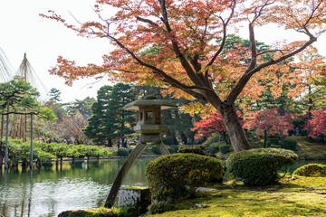秋の金沢旅行　紅葉の兼六園　徽軫灯籠　※※灯籠の隣のモミジは若い木に変わりました