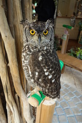 黄色い目のフクロウ