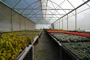 Many of various cactus plants on the pot at agriculture greenhouse garden