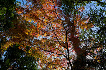秋の金沢旅行　紅葉の兼六園
