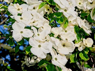 White flowers on the tree branch