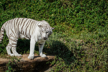 White tiger standing on the edge of rock in the natural zoo