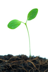 Sapling on a white background