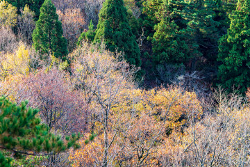 晩秋の森　倉ヶ岳からの眺め