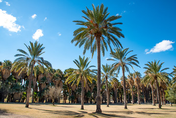 Park full of palm trees