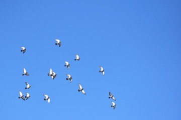上空で羽を広げる鳩の群れ