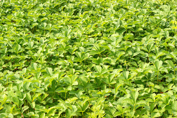 Green strawberry bushes. Growing strawberries in open field