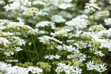Beautiful flowers fuul bloom beside Lake Kawaguchi near Mount Fuji Japan 