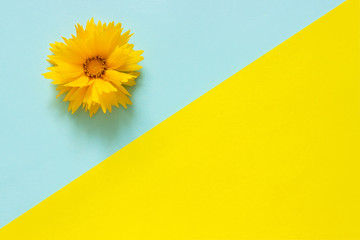 One yellow Coreopsis flower on blue and yellow paper background Minimal style Copy space Template for lettering, text or your design. Creative Top View
