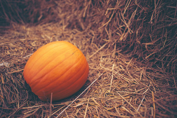 Fototapeta na wymiar Giant pumpkin in vegetable farms