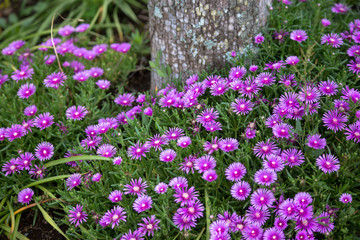 Beautiful flowers fuul bloom beside Lake Kawaguchi near Mount Fuji Japan 