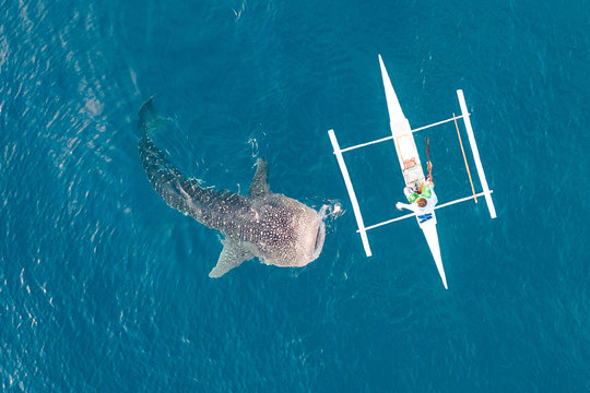 Aerial view from the drone. Fishermen feed gigantic whale sharks ( Rhincodon typus) from boats in the sea in the Philippines, Oslob...  